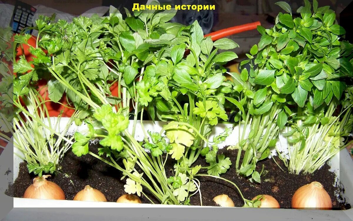 Огород на подоконнике. Вырастить зелень на подоконнике. Домашний огород на подоконнике. Чудо грядка здоровья клад. Овощи на подоконнике.
