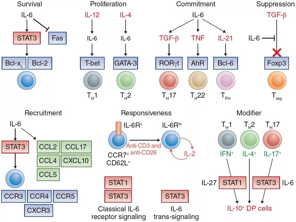 Стать ру 6. Il 6 иммунология. Il 1 иммунология. Молекулярная биология и иммунология. Cxcr5 иммунология.