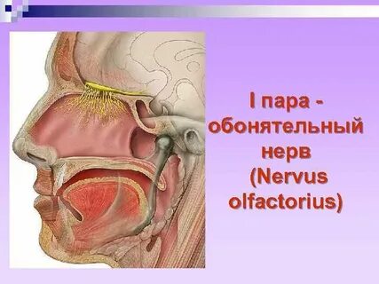 Обонятельный нерв