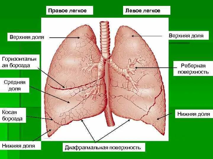 Борозды легких. Лёгкие строение. Борозды в строении легких. Строение легких анатомия. Поверхность легких образована