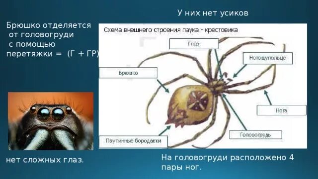 У пауков одна пара усиков. У пауков одна пара усиков. Арахнология пауки. Класс паукообразные общая характеристика. Внешнее строение паука.