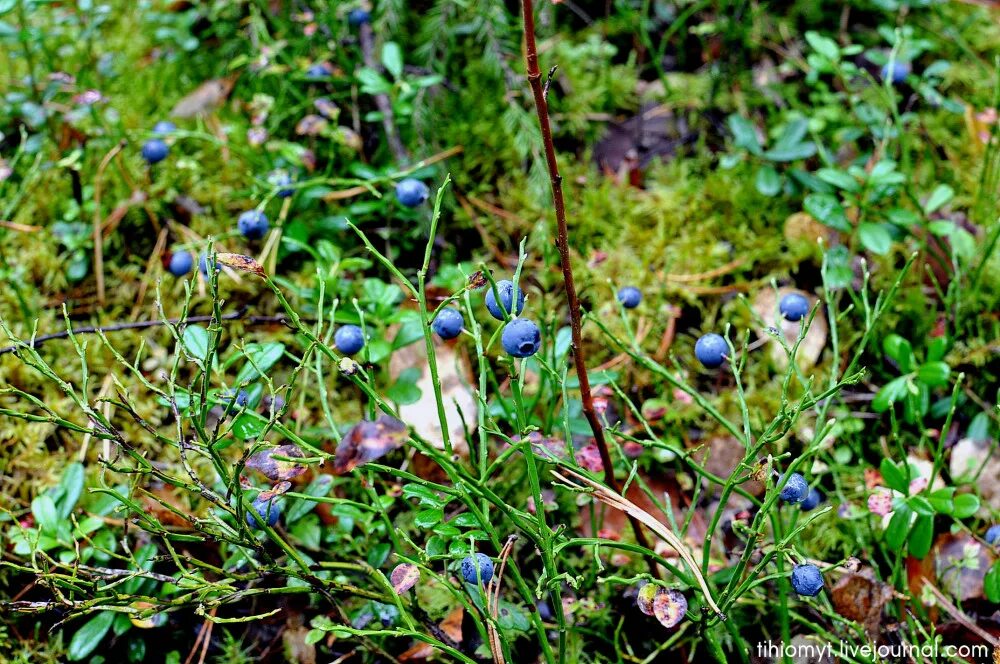 а в лесу голубика на болоте глухарь. коряки черника брусника. голубика болотная. голубика кустарничек. а в лесу голубика на болоте глухарь.
