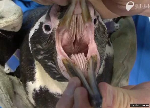Курица открывает рот. Зубы пингвина.