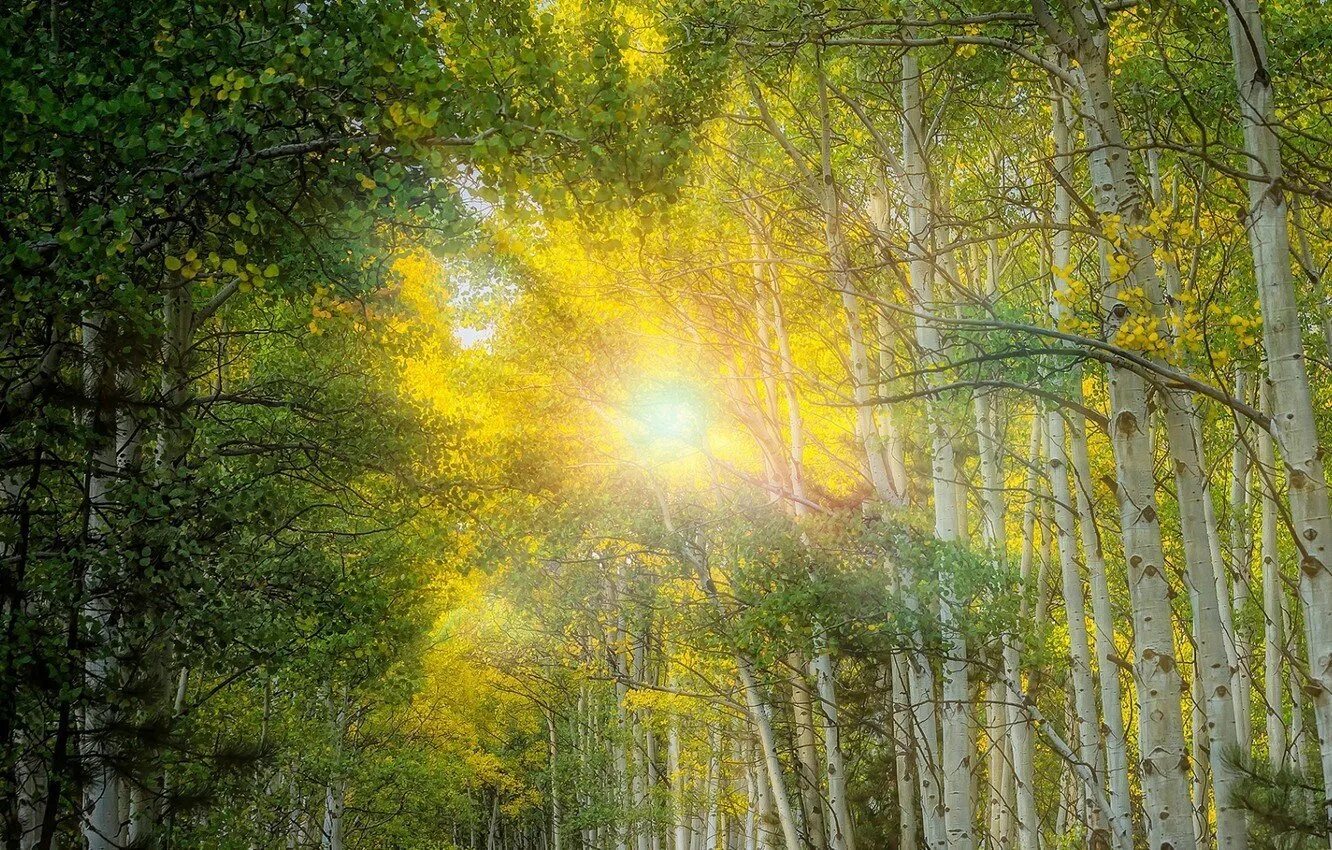 День весенний золотой. Природа солнце. Березовая роща солнце. "Солнце в лесу".
