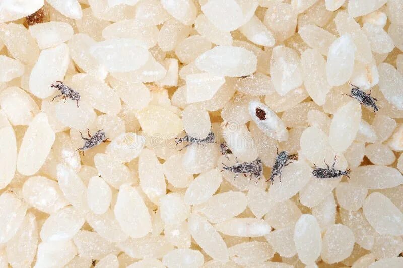 Рисовый жук долгоносик. Жуки в крупах. Рисовый жук долгоносик. Жучки долгоносики в крупе. Жучки в рисе.