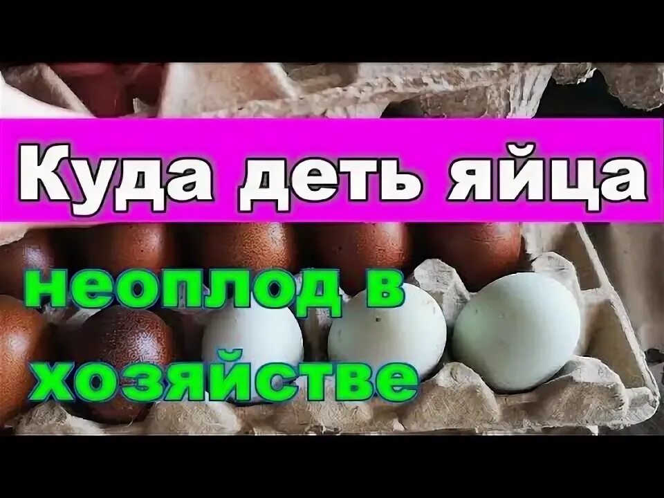 Песня где яйца. Закопал яйца в землю. Антибиотик куры куда девать яйца. Куда деть яйца которые дали на неоплод.