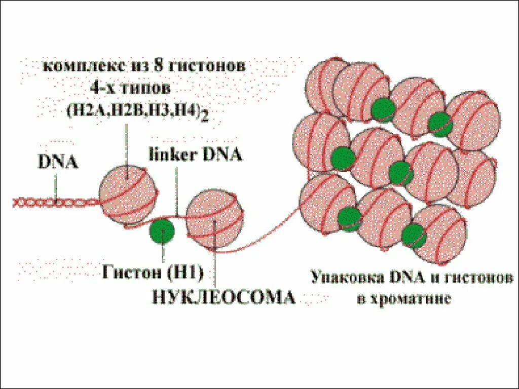 Связана с белками гистонами. Белки гистоны. Гистоны ДНК. Гистоновые белки строение. Упаковка ДНК С гистонами.