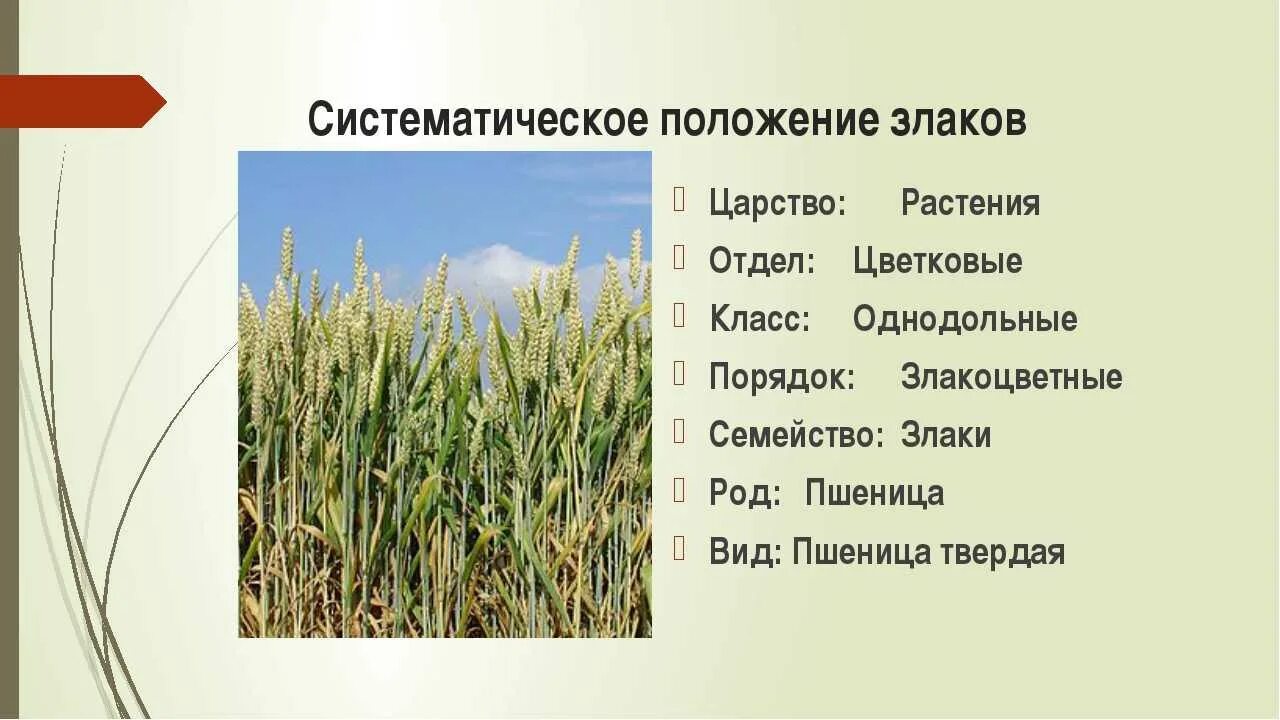 Пшеница группа организмов. Систематика пшеницы озимой. Семейство злаки систематика. Систематика злаковых растений. Злаковые Мятликовые строение.