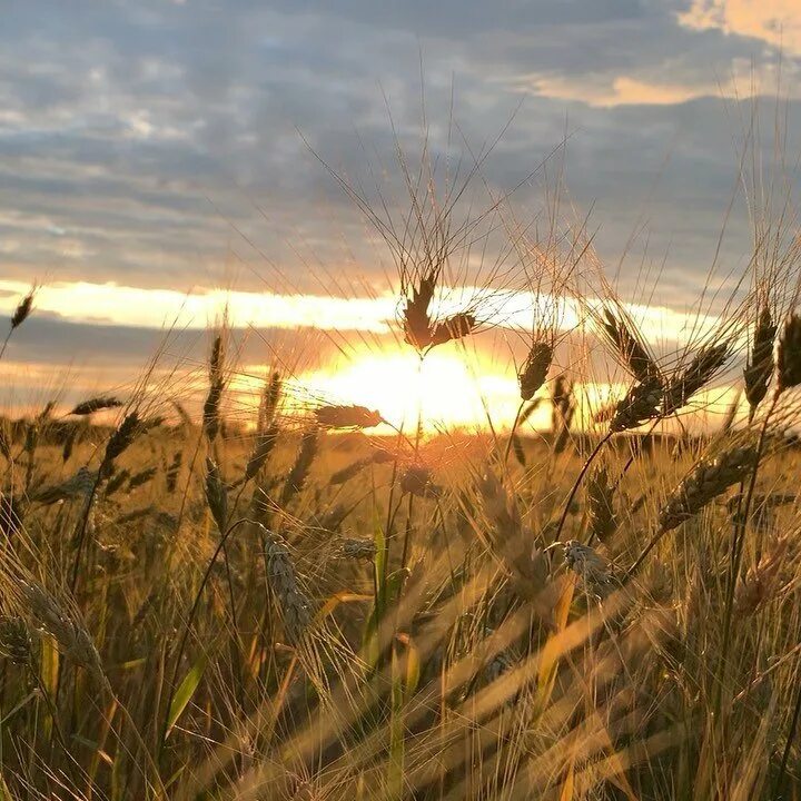 Афанасий афанасьевич фет зреет рожь над жаркой нивой. Зреет рожь над жаркой нивой фет. Афанасий афанасьевич фет зреет рожь. Зреет рожь над жаркой нивой фет. Афанасий афанасьевич фет зреет рожь.