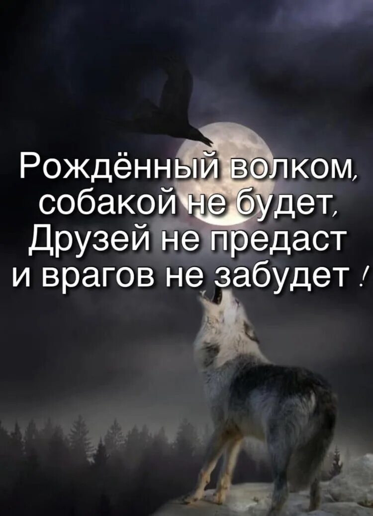 Изложение предал родной человек предал лучший друг. Цитаты волка. Волк и предательство. Цитаты про Волков и собак. Предал друг цитаты.