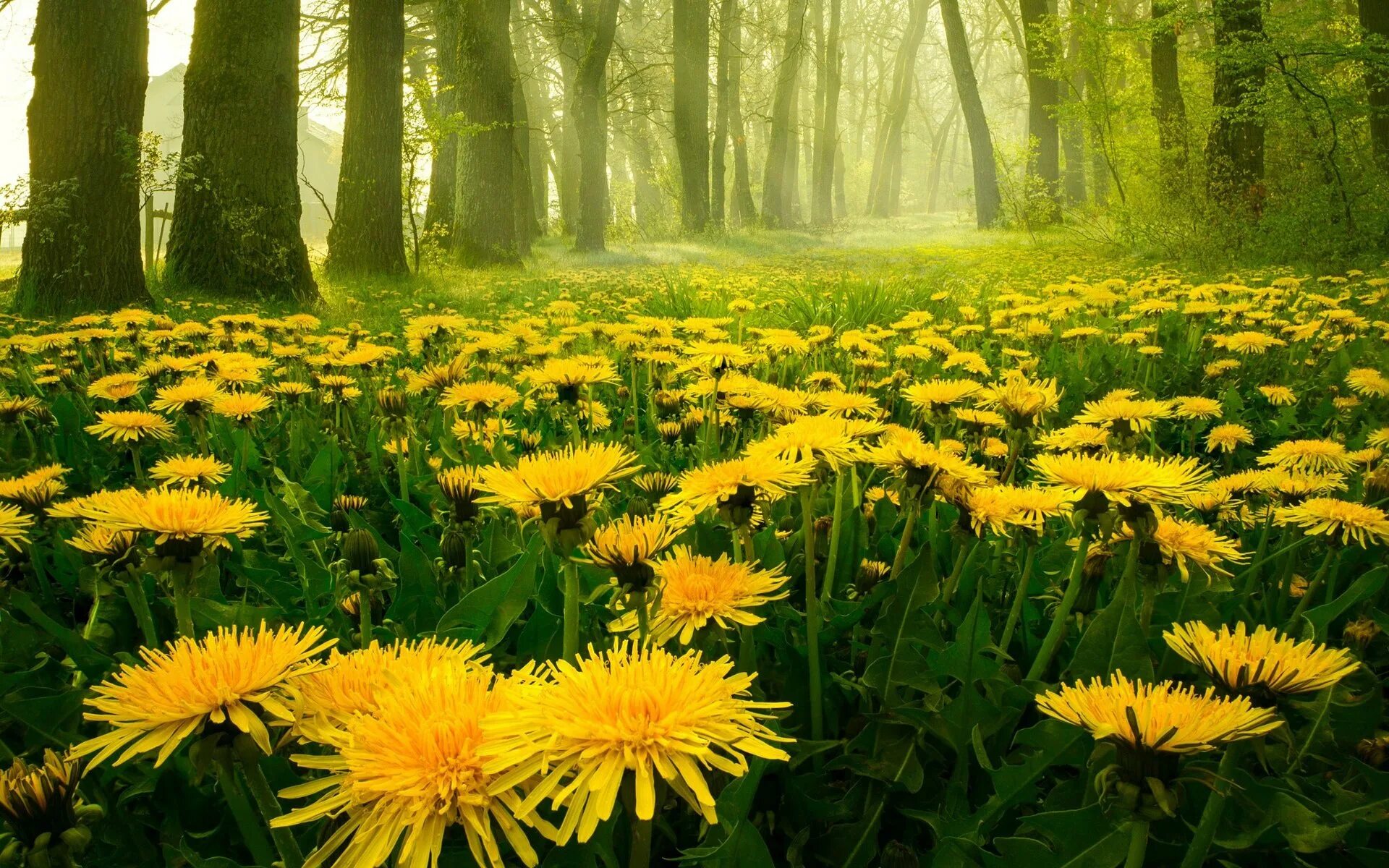 одуванчик. лето одуванчики. одуванчик куваева. одуванчики геншин. одуванчики в лесу.