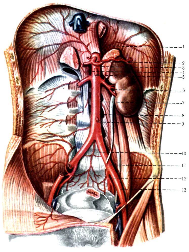 Брюшная аорта ветви