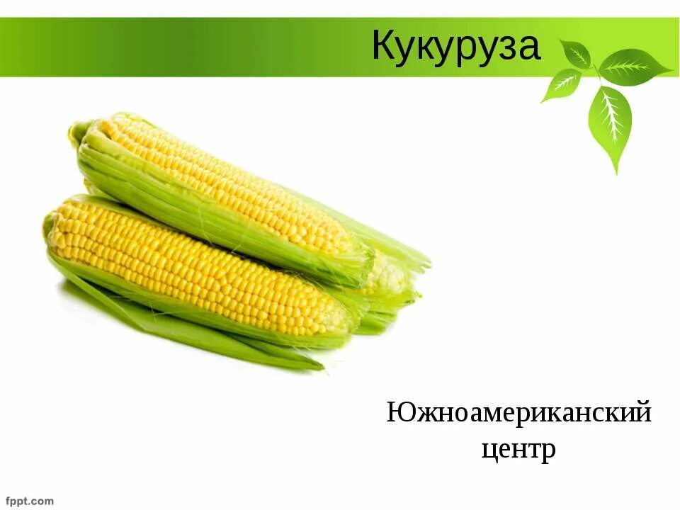 Кукуруза початок. Кукуруза маис. Кукуруза куст. Кукуруза обыкновенная (маис). Кукуруза центр.