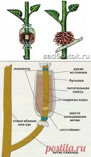 Черенкование яблони