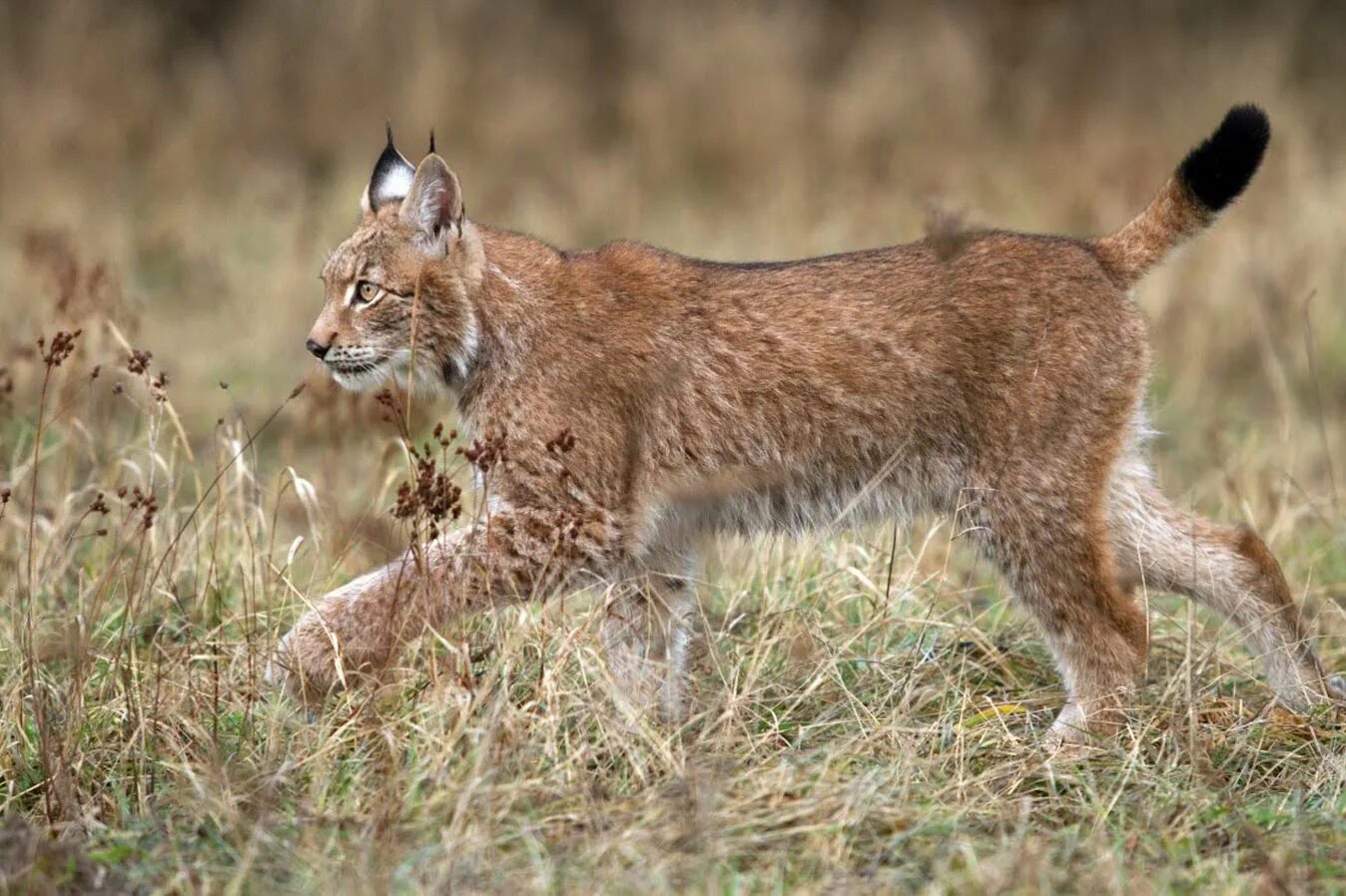 Роль рыси. Обыкновенная Рысь. Обыкновенная Рысь Lynx Lynx. Рысь Алтайский заповедник. Рысь в Ильменском заповеднике.