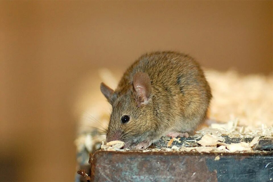 Домовые мыши. Норка мыши полевки. Эворонская полевка. Повадки мышей. Домовая мышь mus musculus linnaeus.