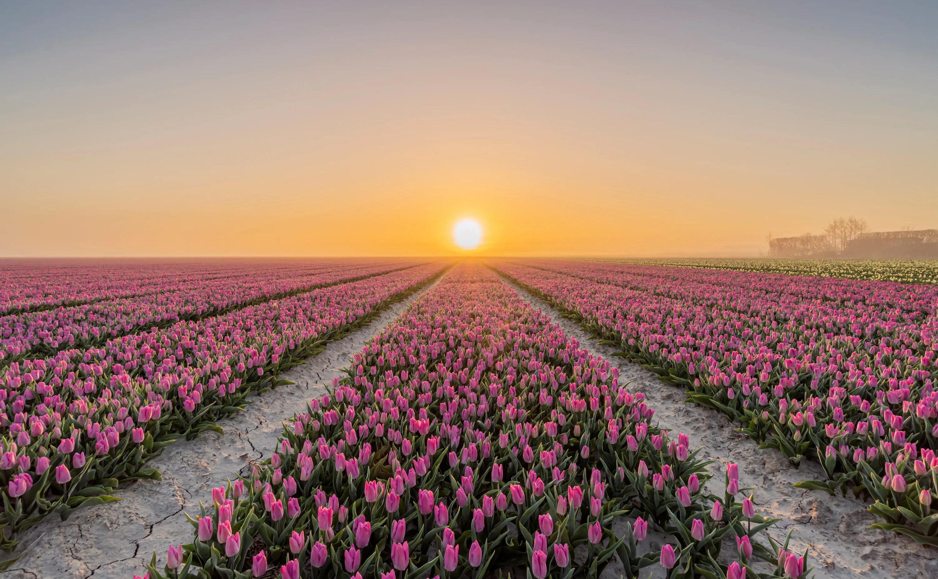 Поле тюльпанов. Клод Моне поля тюльпанов в Голландии. Нидерланды тюльпановые поля. Голландия тюльпановые поля розовые. Тюльпановое поле Голландия закат.