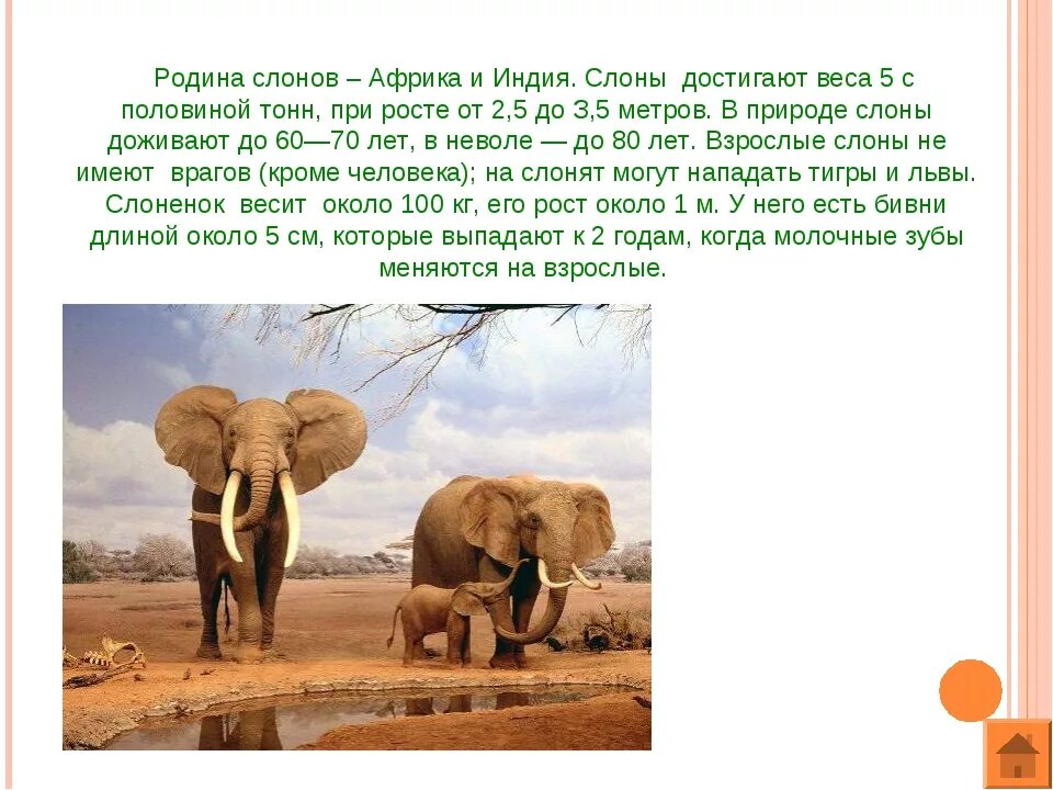 Сочинение по тексту слон голубоглазый. Африканский слон описание. родина слонов. краткое сообщение о африканском слоне. рассказ о африканском слоне.