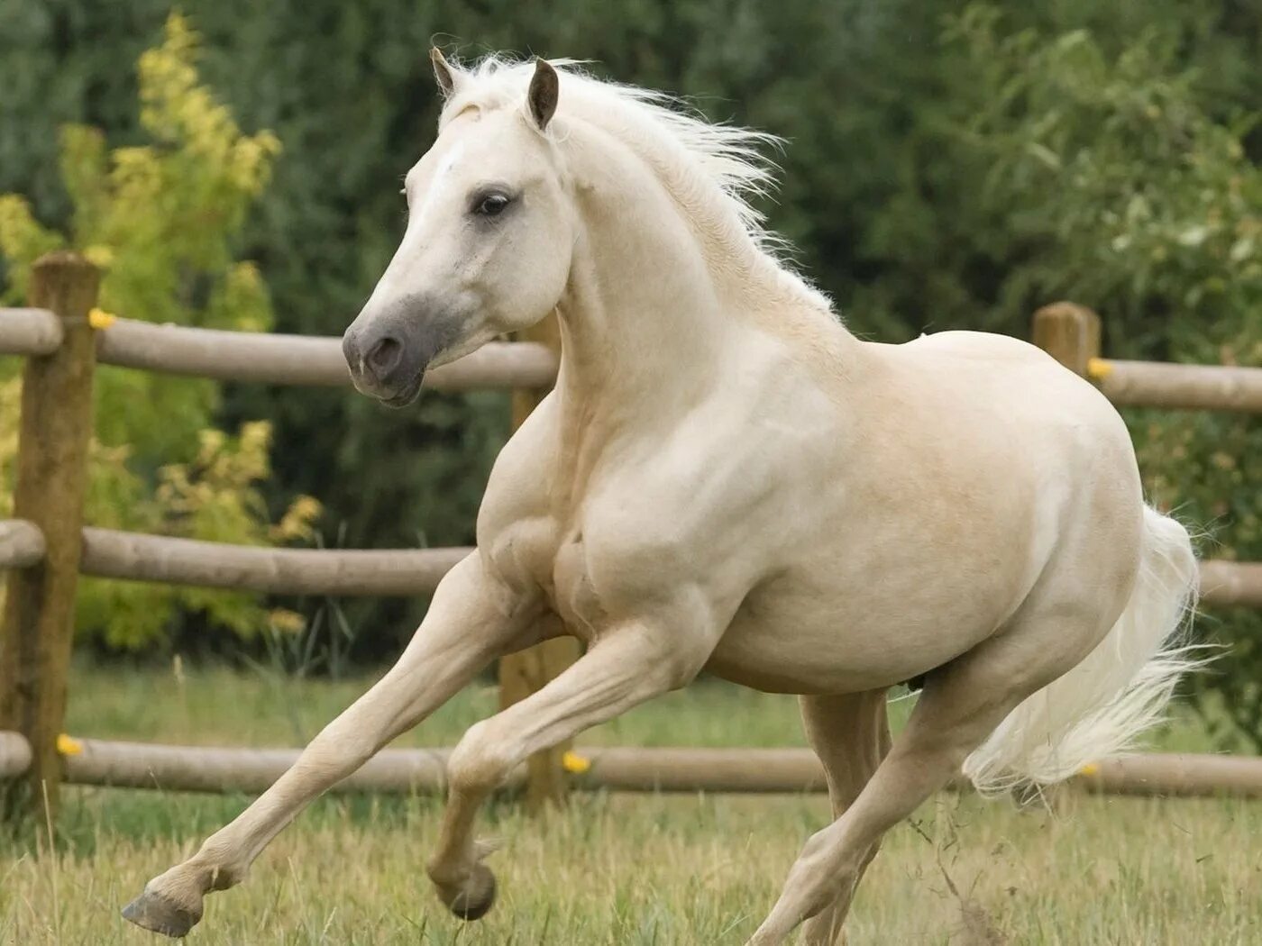 светло коричневая лошадь. сонник белые лошади снятся. к чему снится белая лошадь девушке. белый сон. к чему снится белая лошадь женщине.