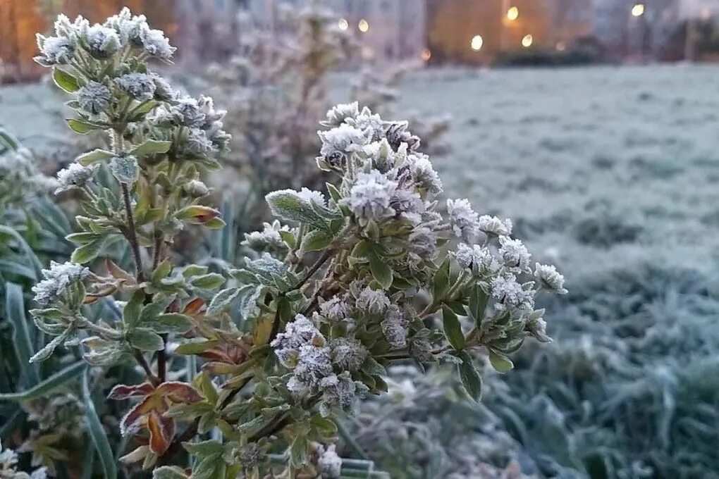 Будут ли ночью заморозки. Ледяной дождь в Питере.