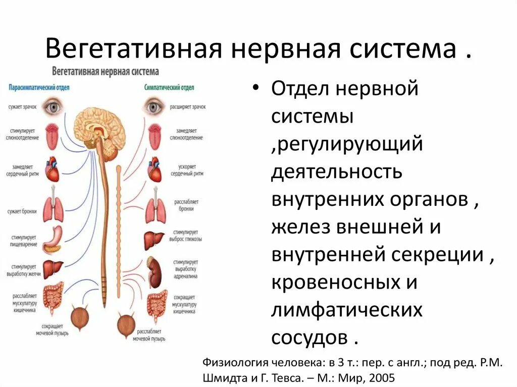 Функции симпатического отдела вегетативной нервной системы 1. Вегетативная НС анатомия. Вегетативный отдел нервной системы регулирует. Вегетативная симпатическая нервная система регулирует. Вегетативная нервная система конспект