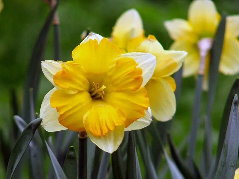 Нарцисс сплит корона. Нарцисс Dolly Mollinger. Нарциссы разрезнокорончатые Narcissus Split Crown. Многолетник Нарцисс. Нарцисс какое растение