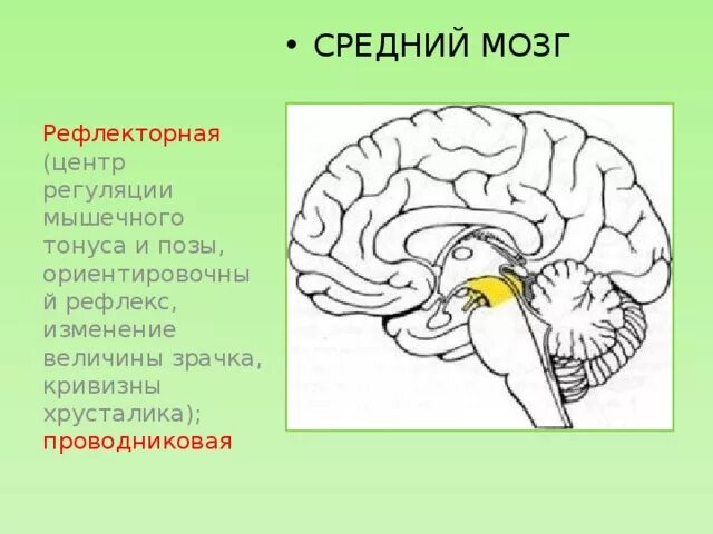 Зрительный и слуховой ориентировочный рефлекс. Функции и рефлексы среднего мозга. Центры рефлексов среднего мозга. Рефлекторная функция среднего мозга. Рефлекторная функция среднего мозга схема.