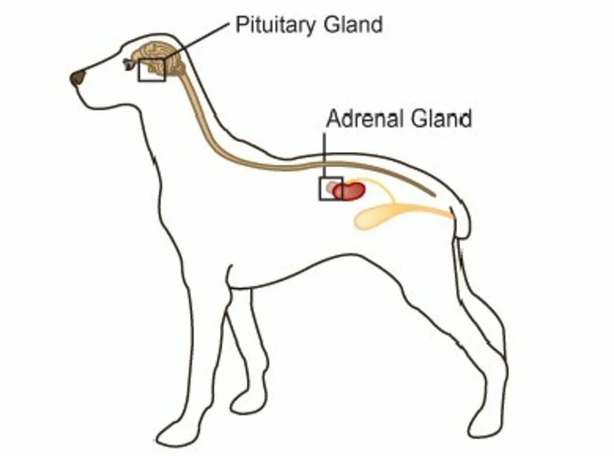 Где у собаки железы. Гипофиз собаки. Гипофиз надпочечники собака. Гипофиз у собаки где находится.