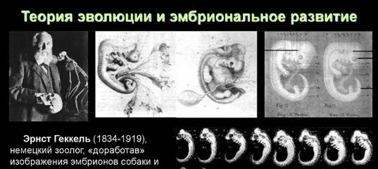 Онтогенез позвоночных закон геккеля. Эрнст Геккель эмбрионы. Эмбрионы Геккеля фальсификация. Эрнст Геккель эмбрионы ложь.