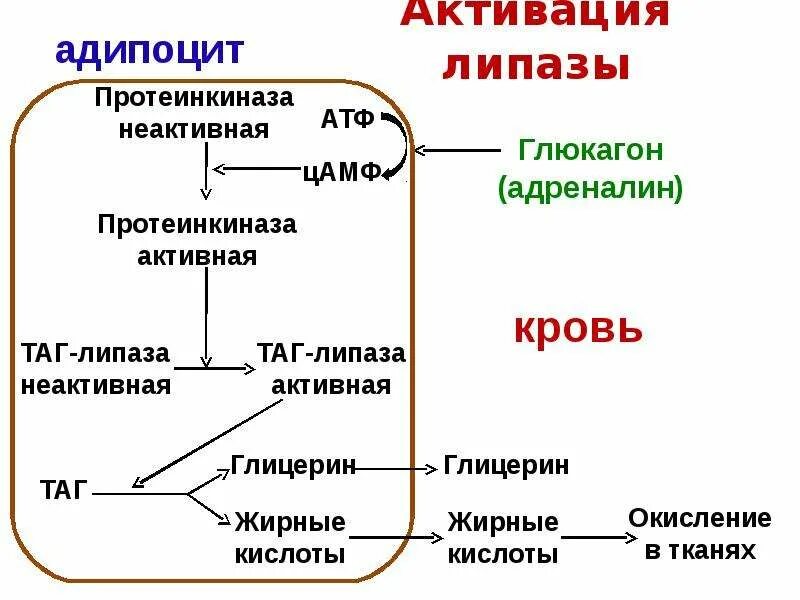 Субстрат липазы. Сывороточная липаза. Панкреатическая липаза биохимия. Липаза синтезируется в.