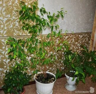 Как поливать фикус бенджамина
