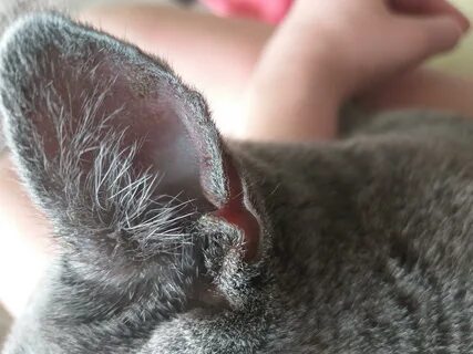 Почему уши кошки
