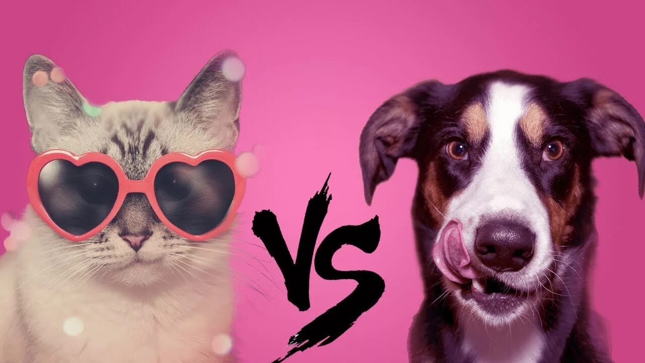 Кошка vs собака. Dog против Cat. Кошки и собаки Противостояние. Половина собаки.