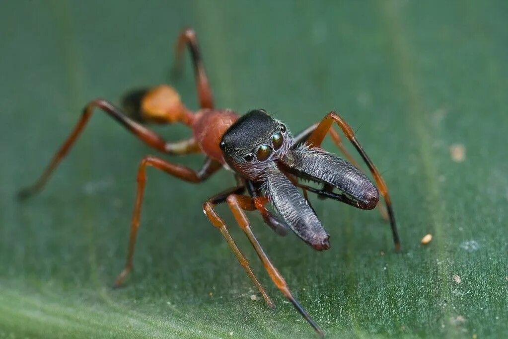 MacroID.RU - Myrmarachne formicaria
