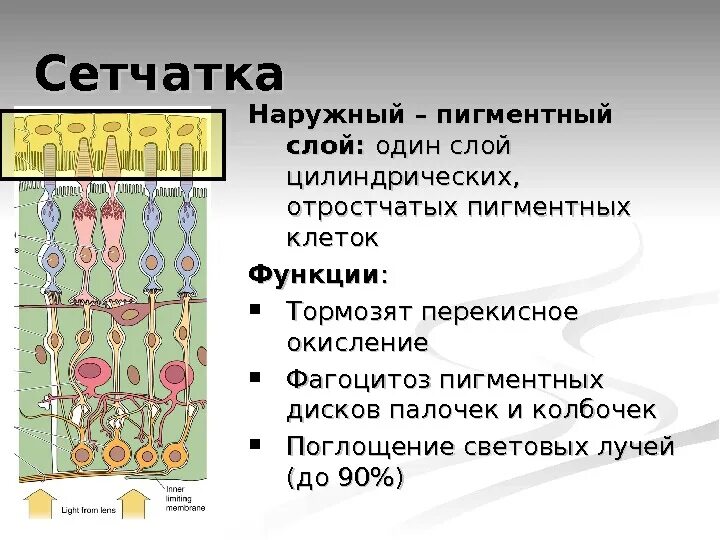 Сетчатая функция. Сетчатка строение и функции. Послойное строение сетчатки. Строение сетчатки глаза слои. Пигментный слой сетчатки функции.