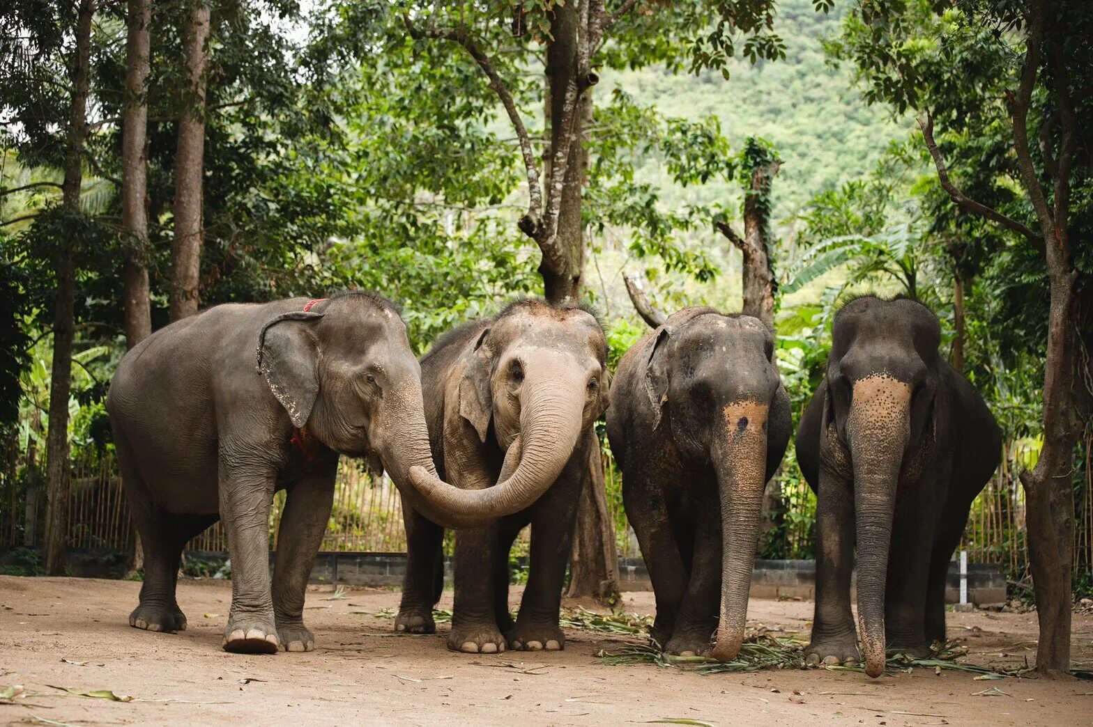 Elephant sanctuary park. Пхукет Элефант Санктуари. Заповедник слонов Пхукет. Пхукет слоны джунгли. Санктуарий слонов Пхукет.