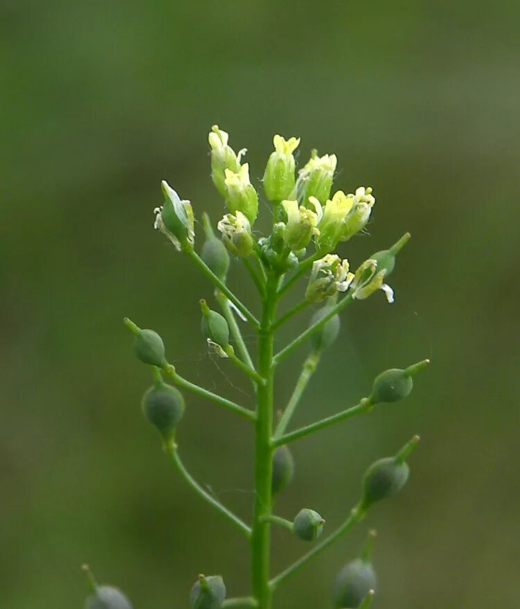 Рыжика посевного (Camelina Sativa),. Camelina microcarpa. Рыжик Яровой. Рыжик мелкоплодный.