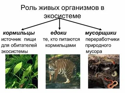 Что изучает все живые организмы