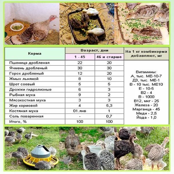 Можно ли кормить индюшат. Рацион корма для индюков с 4 месяцев. Рацион питания для индюков с 1 месяца. Схема кормления индюков с первого дня. Пища для индюка.