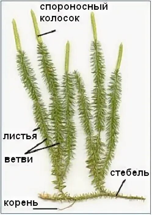 Корни тип корневой системы плаун. Стебель хвоща корни плауна. стебель хвоща . 2. корни плауна. плаун годичный и хвощ полевой. корни плауна.