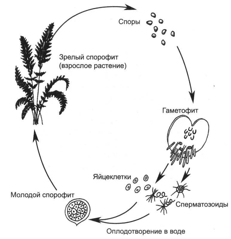 Чем представлен спорофит у водорослей. Жизненные циклы растений гаметофит и спорофит. Жизненный цикл чередование поколений у водорослей. Жизненный цикл спорофита. Жизненный цикл гаметофита и спорофита.
