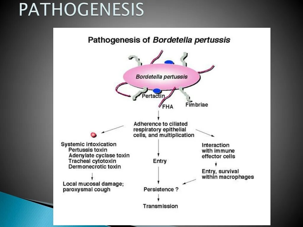 Pertussis коклюш. Патогенез.бордетеллы коклюша. Патогенез коклюша схема. Bordetella pertussis патогенез. Bordetella pertussis антигенная структура.