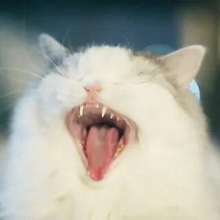 Кот кричит видео