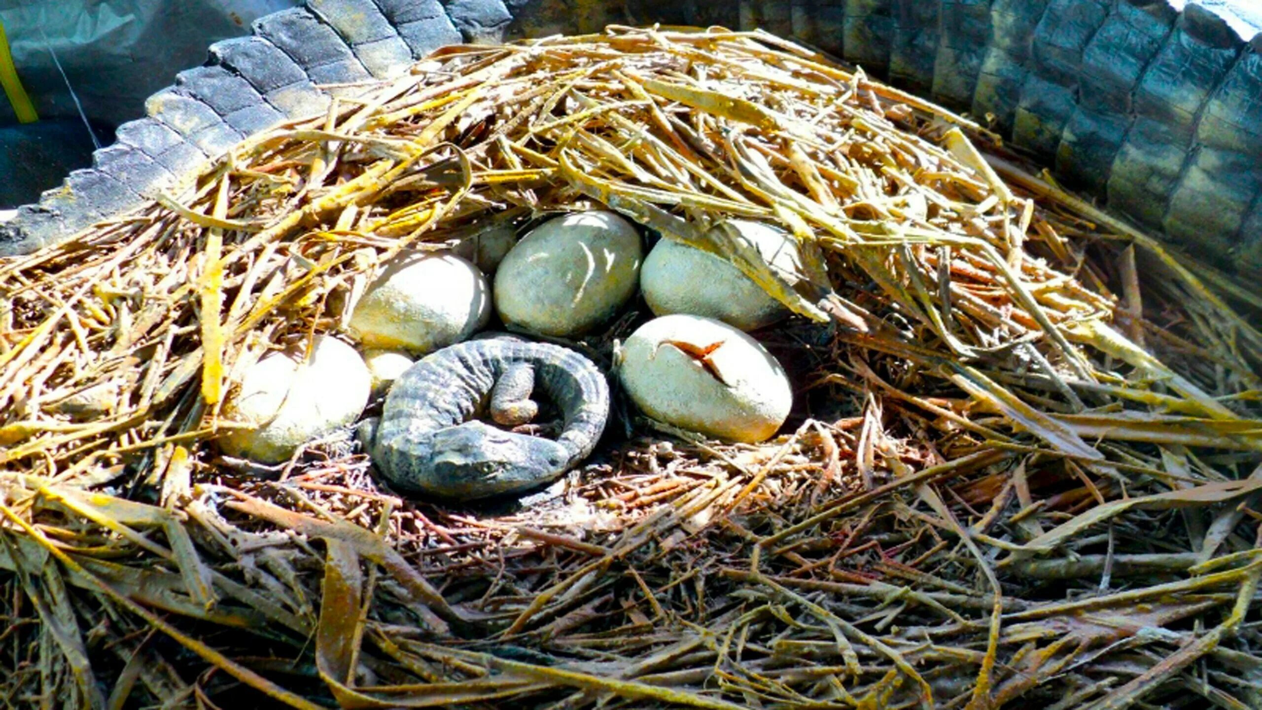 Аллигатор откладывает яйца. "Гнездо крокодила" (Crocodile’s Nest).. Гнездо. Гнездо с яйцами.