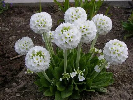 Примула мелкозубчатая