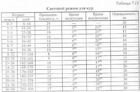 Оптимальная температура для кур несушек зимой