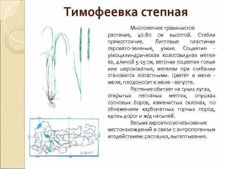Какой тип питания характерен для лиственницы курильской