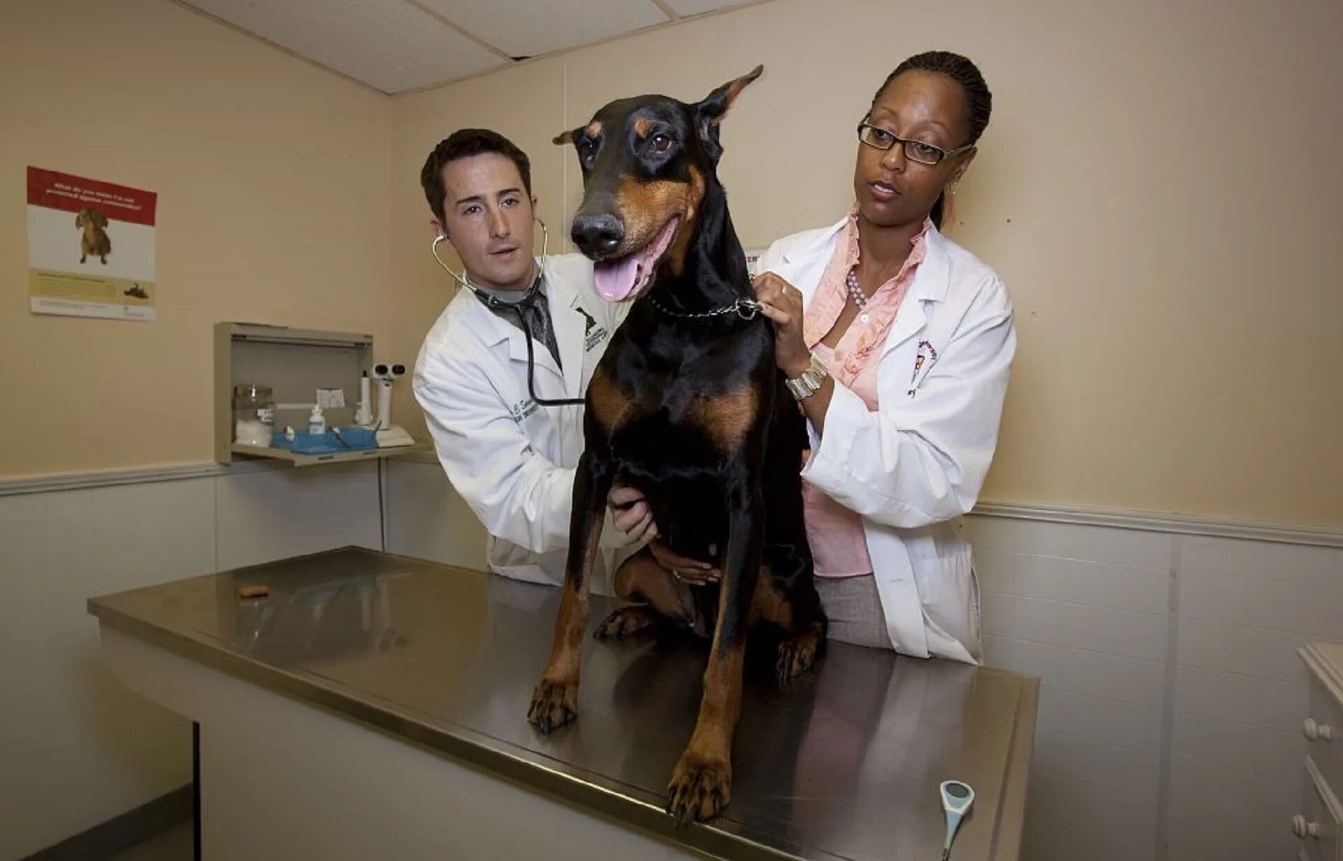 Профессии людей которые заботятся о животных. Ветеринар. Собака в ветеринарной клинике. Ветеринар с собакой. Осмотр собаки.