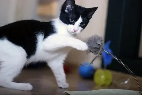 Черно белый котенок мальчик