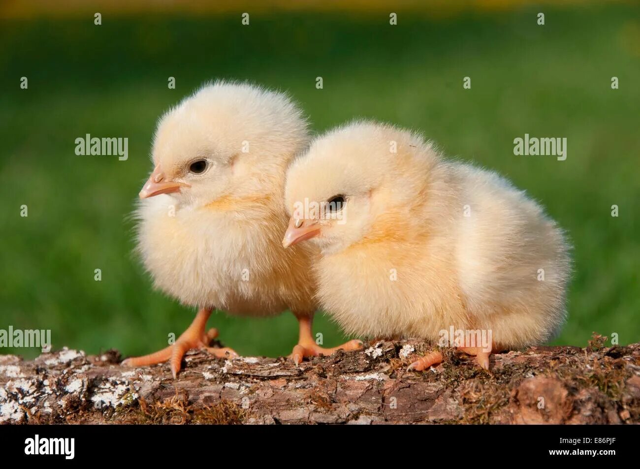2 chicks. Цыпленок. Взрослые цыплята. Два цыпленка. Двухнедельные цыплята.